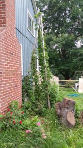 Cascade Hops, used in Hopleaf Mead